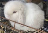 Holland lop