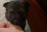 AKC German Shepherd puppies