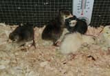 Turkey poults