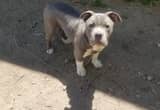 Male American Bully