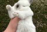 rare Netherland dwarf baby rabbits