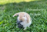 Adorable Holland Lop Bunny Rabbits