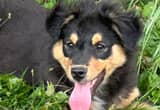 Australian Shephard Puppy—Handsome
Dude!