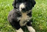 Aussiedoodle Puppies