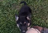 AKC german shepherd puppies