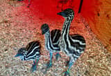 Emu chicks & adults