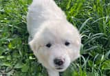 Great Pyrenees Puppies - Raised on Farm