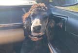 standard poodle