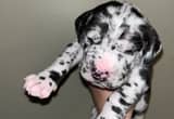 AKC Great Dane puppies