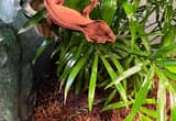 baby crested geckos