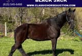 Black Tennessee Walking Horse