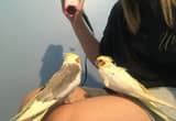 bonded cockatiels