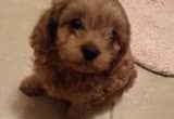 Toy F1b Cavapoo Females