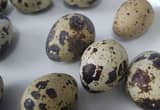 Fresh Quail Eggs