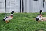 Welsh Harlequin Drakes