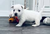 AKC West Highland Terrier males