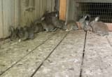 tennessee red back rabbits