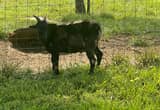 Pygmy / Nigerian Dwarf Goats