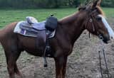 7 yr old gelding