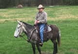 Gaited Grey Trail Mule