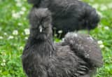 Black Mottle Pair of Silkies