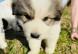 Great Pyrenees