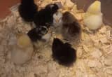 barnyard chicks