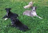 Mountain Feist Puppies