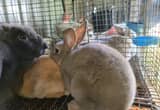 pedigree Rex Rabbits