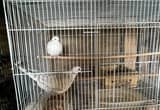 several pairs of ringneck doves for sale
