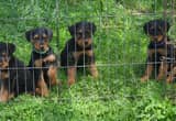 airedale terriers