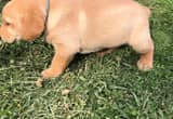 yellow lab puppies