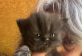 Persian SMOOSHIE FACE. & Himalyan kitten