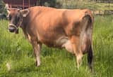 Super Gentle Jersey Milk Cow and Calf