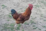 6 young Roosters free-range $15ea