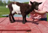 ADGA Nigerian dwarf doeling *REDUCED*