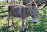 Standard Gelding Donkey