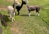 Three Female Alpacas