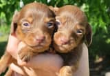 dachshund puppies