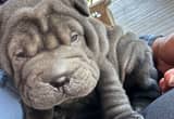 Mini Chinese Shar-pei puppy $500