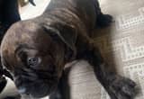 two cane corso females