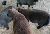 Babydoll Southdown Sheep