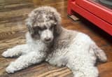 standard poodle