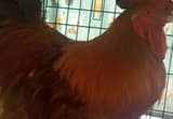rhode island rooster!