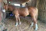 3 year old Quarter horse gelding