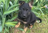 AKC German Shepherd Puppy