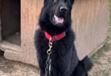 Black Male German Sheperd