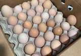 pasture raised eggs