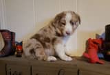 Beautiful Australian Shepherd Pups