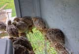 jumbo coturnix quail